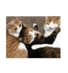 我が家の猫達〜仲良し編〜（個別スタンプ：8）