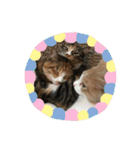 我が家の猫達〜仲良し編〜（個別スタンプ：9）