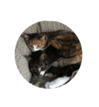 我が家の猫達〜仲良し編〜（個別スタンプ：10）