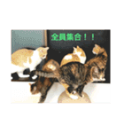 我が家の猫達〜仲良し編〜（個別スタンプ：16）