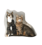 我が家の猫達〜仲良し編〜（個別スタンプ：17）