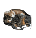 我が家の猫達〜仲良し編〜（個別スタンプ：18）