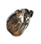 我が家の猫達〜仲良し編〜（個別スタンプ：19）