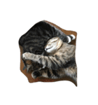 我が家の猫達〜仲良し編〜（個別スタンプ：20）