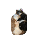 我が家の猫達〜仲良し編〜（個別スタンプ：22）