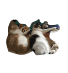 我が家の猫達〜仲良し編〜（個別スタンプ：24）