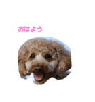 トイプードル  モモちゃん（個別スタンプ：1）