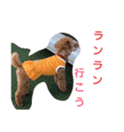 トイプードル  モモちゃん（個別スタンプ：2）