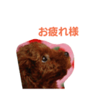 トイプードル  モモちゃん（個別スタンプ：3）