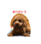 トイプードル  モモちゃん（個別スタンプ：8）