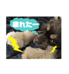 アメリカンコッカーのれおくん（個別スタンプ：10）