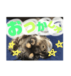 アメリカンコッカーのれおくん（個別スタンプ：13）