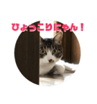 ととまる01（個別スタンプ：7）