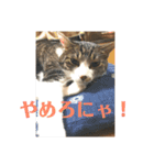 ととまる01（個別スタンプ：16）