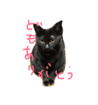 くろねこオキウト  日々まっくろけ（個別スタンプ：1）