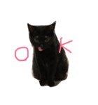 くろねこオキウト  日々まっくろけ（個別スタンプ：5）