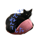 くろねこオキウト  日々まっくろけ（個別スタンプ：7）