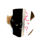 くろねこオキウト  日々まっくろけ（個別スタンプ：12）