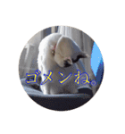 にゃんこの              つぶやき（個別スタンプ：2）