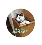 にゃんこの              つぶやき（個別スタンプ：4）