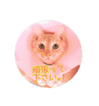にゃんこの              つぶやき（個別スタンプ：9）