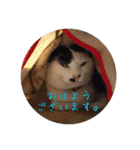 にゃんこの              つぶやき（個別スタンプ：11）