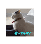 にゃんこの              つぶやき（個別スタンプ：13）