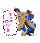 ピンシャー実写スタンプ（個別スタンプ：1）