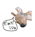 ピンシャー実写スタンプ（個別スタンプ：2）