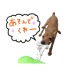 ピンシャー実写スタンプ（個別スタンプ：6）