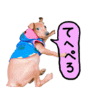 ピンシャー実写スタンプ（個別スタンプ：9）