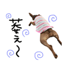 ピンシャー実写スタンプ（個別スタンプ：16）