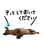 ピンシャー実写スタンプ（個別スタンプ：17）