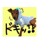 ピンシャー実写スタンプ（個別スタンプ：18）