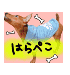 ピンシャー実写スタンプ（個別スタンプ：20）