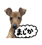 ピンシャー実写スタンプ（個別スタンプ：24）