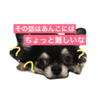 きなことあんこの喜怒哀楽（個別スタンプ：1）