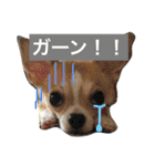 きなことあんこの喜怒哀楽（個別スタンプ：2）