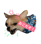 きなことあんこの喜怒哀楽（個別スタンプ：3）