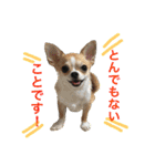 きなことあんこの喜怒哀楽（個別スタンプ：12）