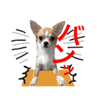 きなことあんこの喜怒哀楽（個別スタンプ：16）