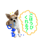 きなことあんこの喜怒哀楽（個別スタンプ：20）