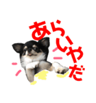 きなことあんこの喜怒哀楽（個別スタンプ：23）