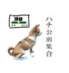 きなことあんこの喜怒哀楽（個別スタンプ：24）