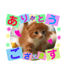 ねこまーち ビジネス（個別スタンプ：1）