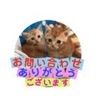 ねこまーち ビジネス（個別スタンプ：8）