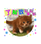 ねこまーち ビジネス（個別スタンプ：9）