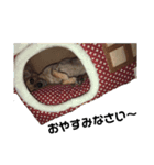 ちわっくすのちろる（個別スタンプ：5）