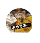 ちわっくすのちろる（個別スタンプ：6）
