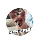 ちわっくすのちろる（個別スタンプ：11）
